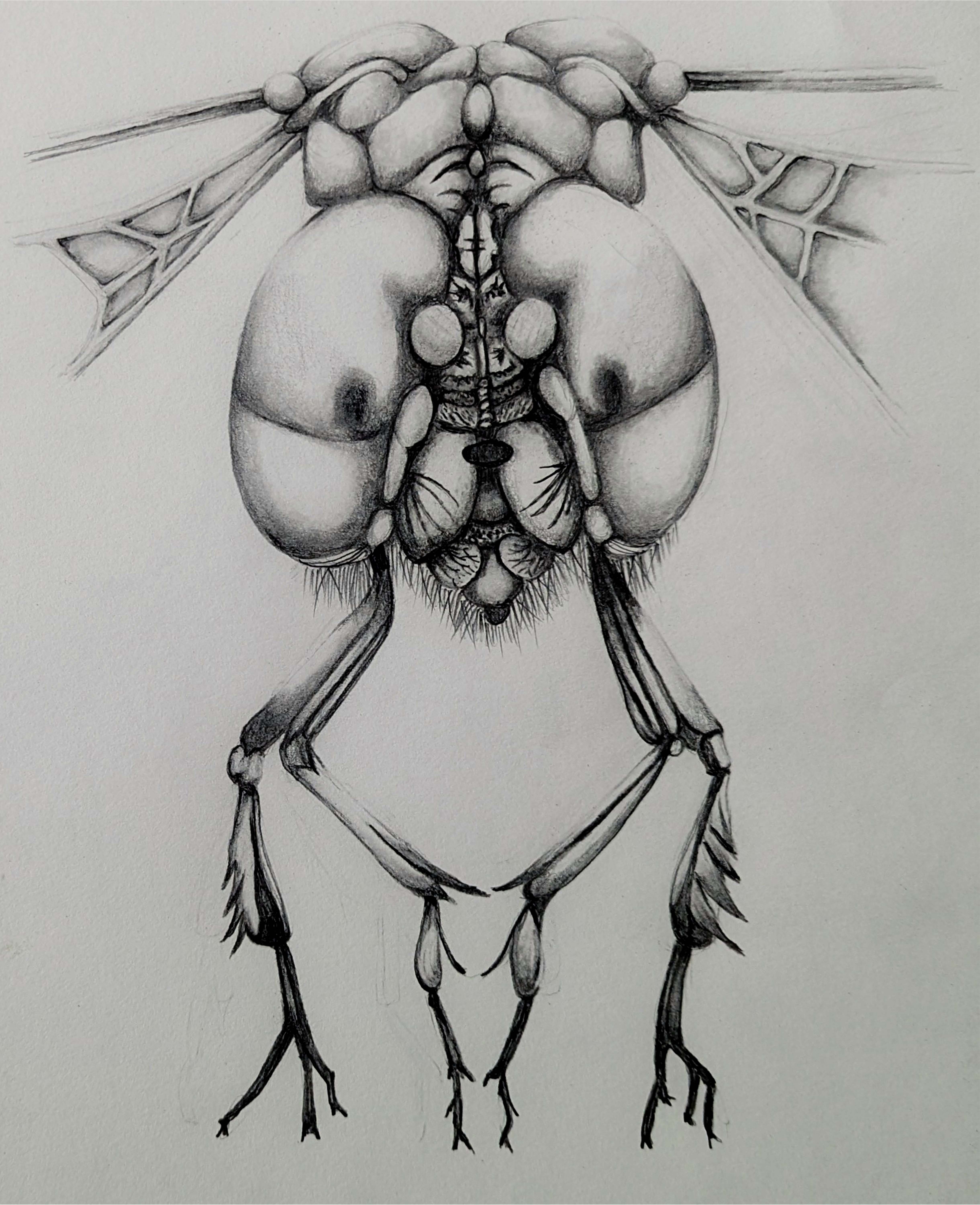 Image of a dragon fly where the eyes are very large and the legs are under the eyes. There is not a full view of the wings, only the parts where they connect to the body of the dragonfly.