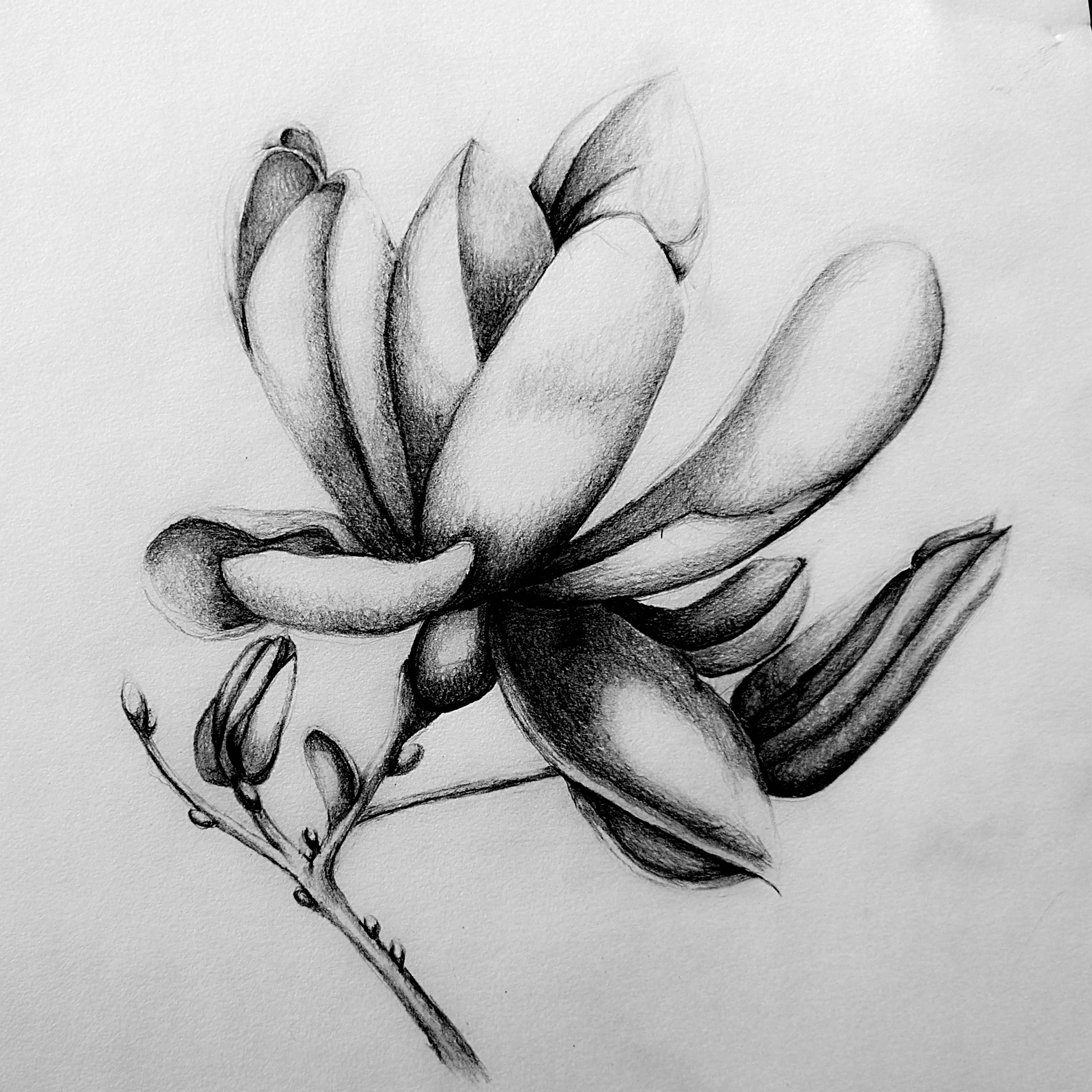 Image of a magnolia flower.
