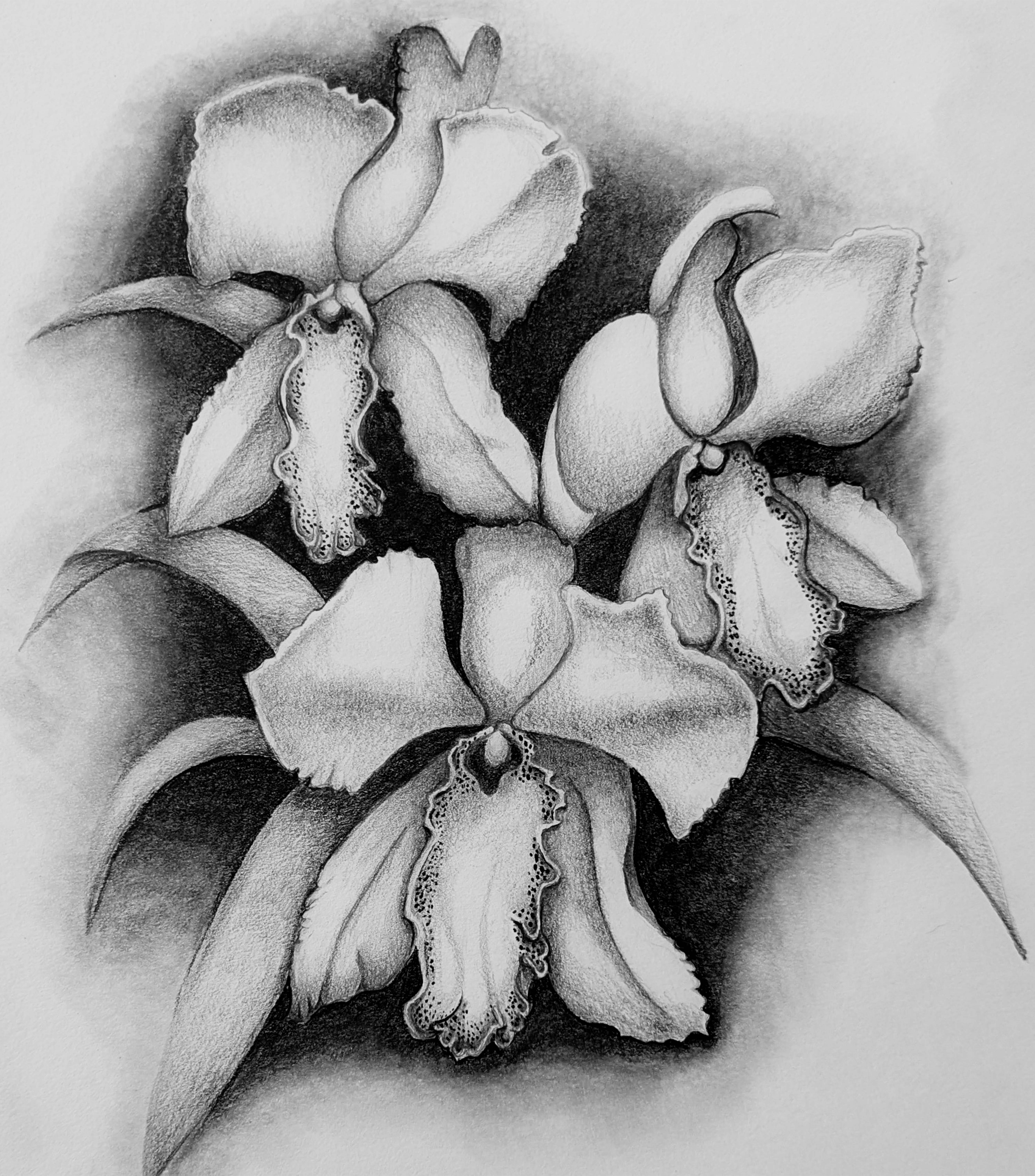 Image of iris flowers with a black background that does not extend the the full page.